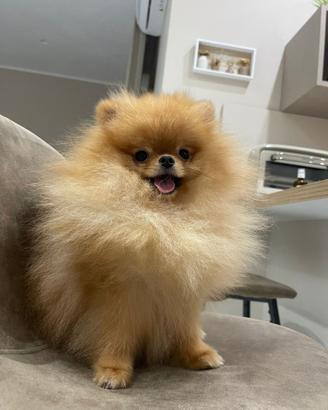 Spitz pomerania per monta