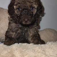 Cuccioli di Barboncino