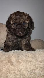 Cuccioli di Barboncino