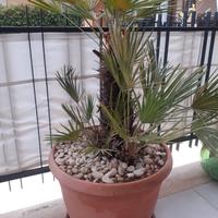 Piante Palme e Cycas 