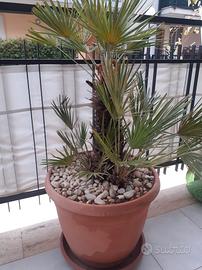 Piante Palme e Cycas 