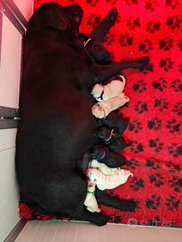 Cuccioli di Labrador Retriever