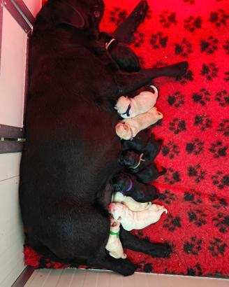 Cuccioli di Labrador Retriever