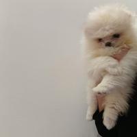 Pomerania femmina bianca