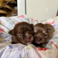 Mini cuccioli chihuahua