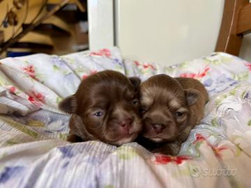 Mini cuccioli chihuahua