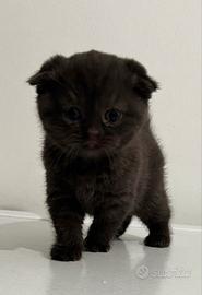 SCOTTISH FOLD & STRAIGHT con PEDIGREE