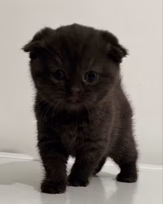 SCOTTISH FOLD & STRAIGHT con PEDIGREE