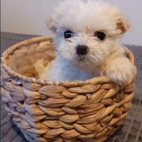 Barboncino toy maschio