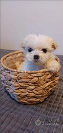 Barboncino toy maschio