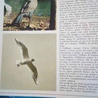 Enciclopedia della caccia