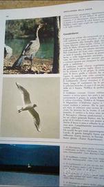 Enciclopedia della caccia