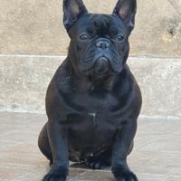 Femmine di bouledogue francese bringee