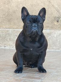 Femmine di bouledogue francese bringee