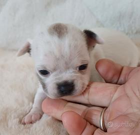 maschi chihuahua cuccioli