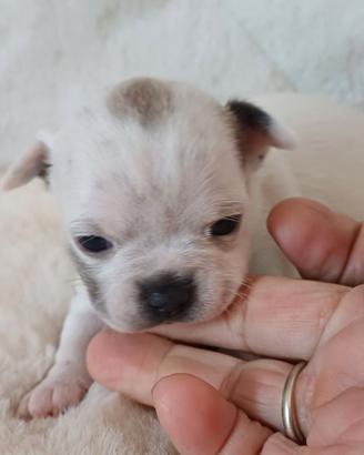maschi chihuahua cuccioli
