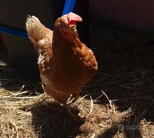 Galline