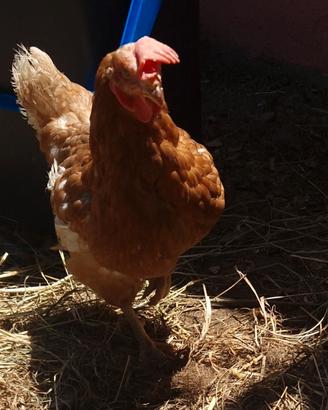 Galline