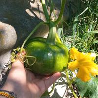Raccolta frutta e mercatini