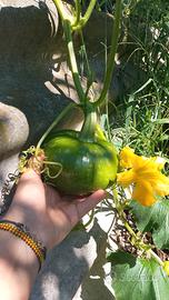 Raccolta frutta e mercatini