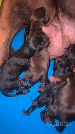 Cuccioli dobermann