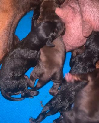 Cuccioli dobermann