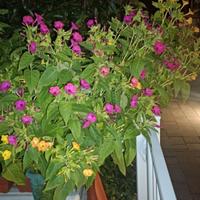 Semi di bella di notte, cinquanta con kit crescita