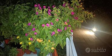 Semi di bella di notte, cinquanta con kit crescita