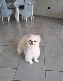 Cuccioli di spitz disponibili per inizio ottobre