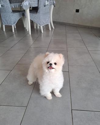 Cuccioli di spitz disponibili per inizio ottobre