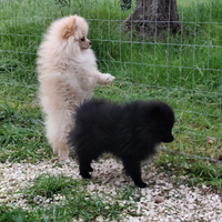 Volpino di Pomerania