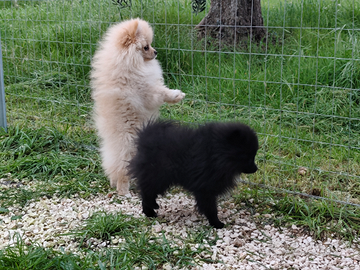 Volpino di Pomerania