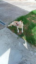 Cagnolino 15 kg