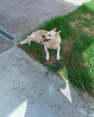 Cagnolino 15 kg