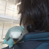 Inseparabili allevati a mano