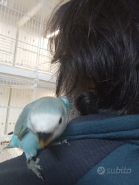 Inseparabili allevati a mano