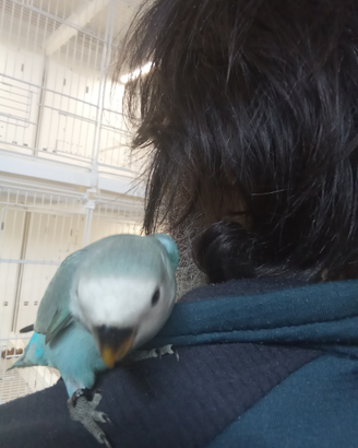 Inseparabili allevati a mano