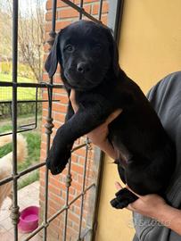 Labrador cuccioli