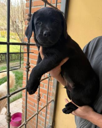 Labrador cuccioli