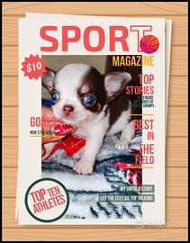 Chihuahua pedigree enci