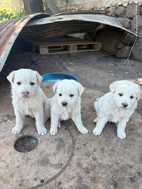 Cuccioli cane pastore