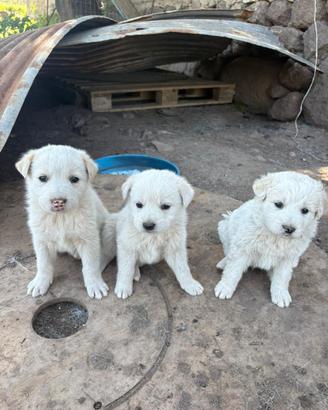 Cuccioli cane pastore