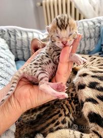 Gattini del bengala selezionati