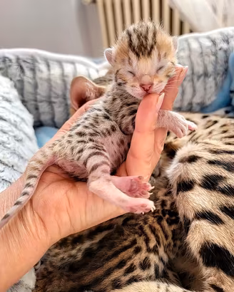 Gattini del bengala selezionati
