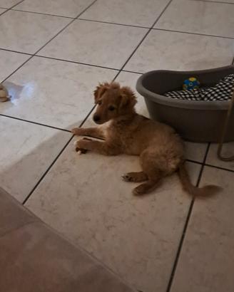 Cagnolino