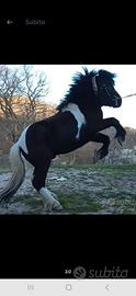 Super stalloncino pony disponibile per Monte