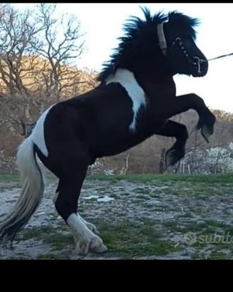 Super stalloncino pony disponibile per Monte