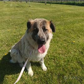 Kloe cucciolona in adozione