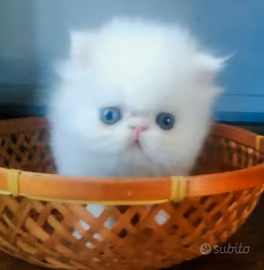 Gattino persiano