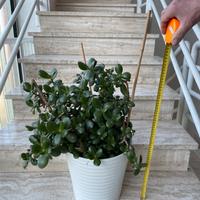 Pianta grassa Albero di Giada